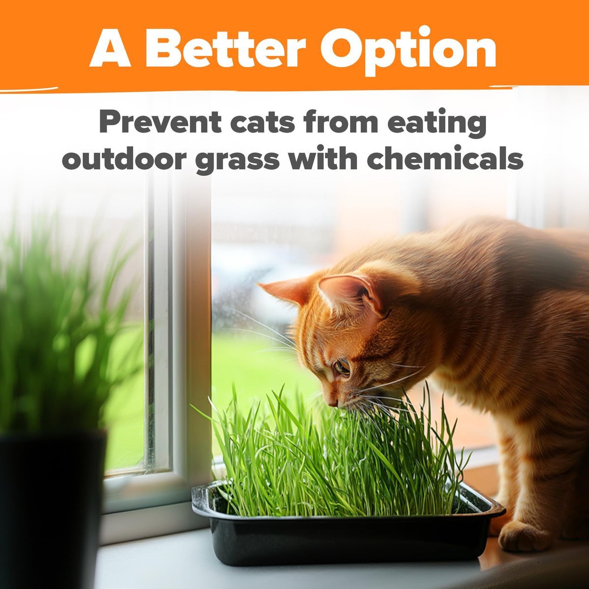 Organic Cat Grass Seeds 8oz Oat & Barley B987