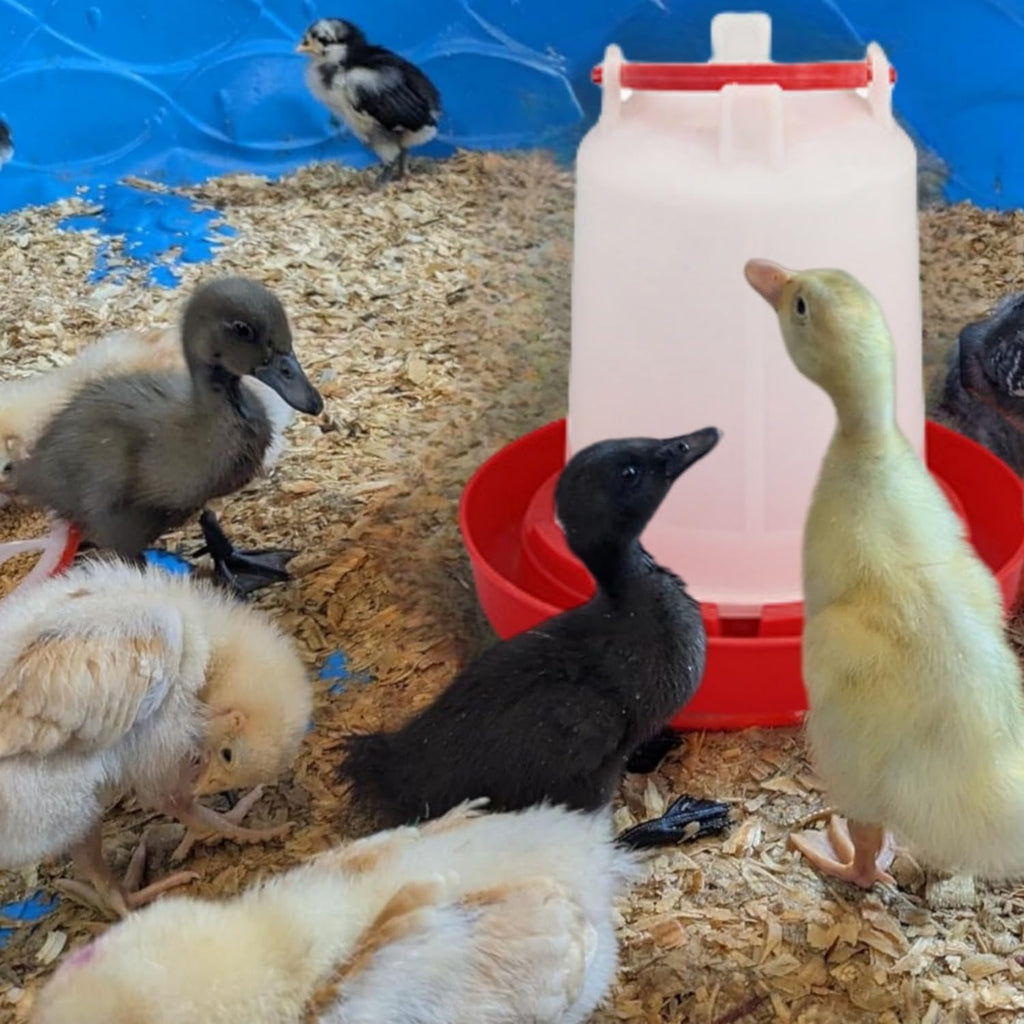 4 Pack 1 L Plastic Poultry Waterer W40403