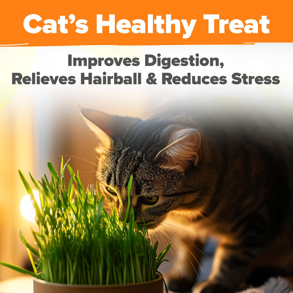 Organic Cat Grass Seeds 8oz Oat & Barley B987