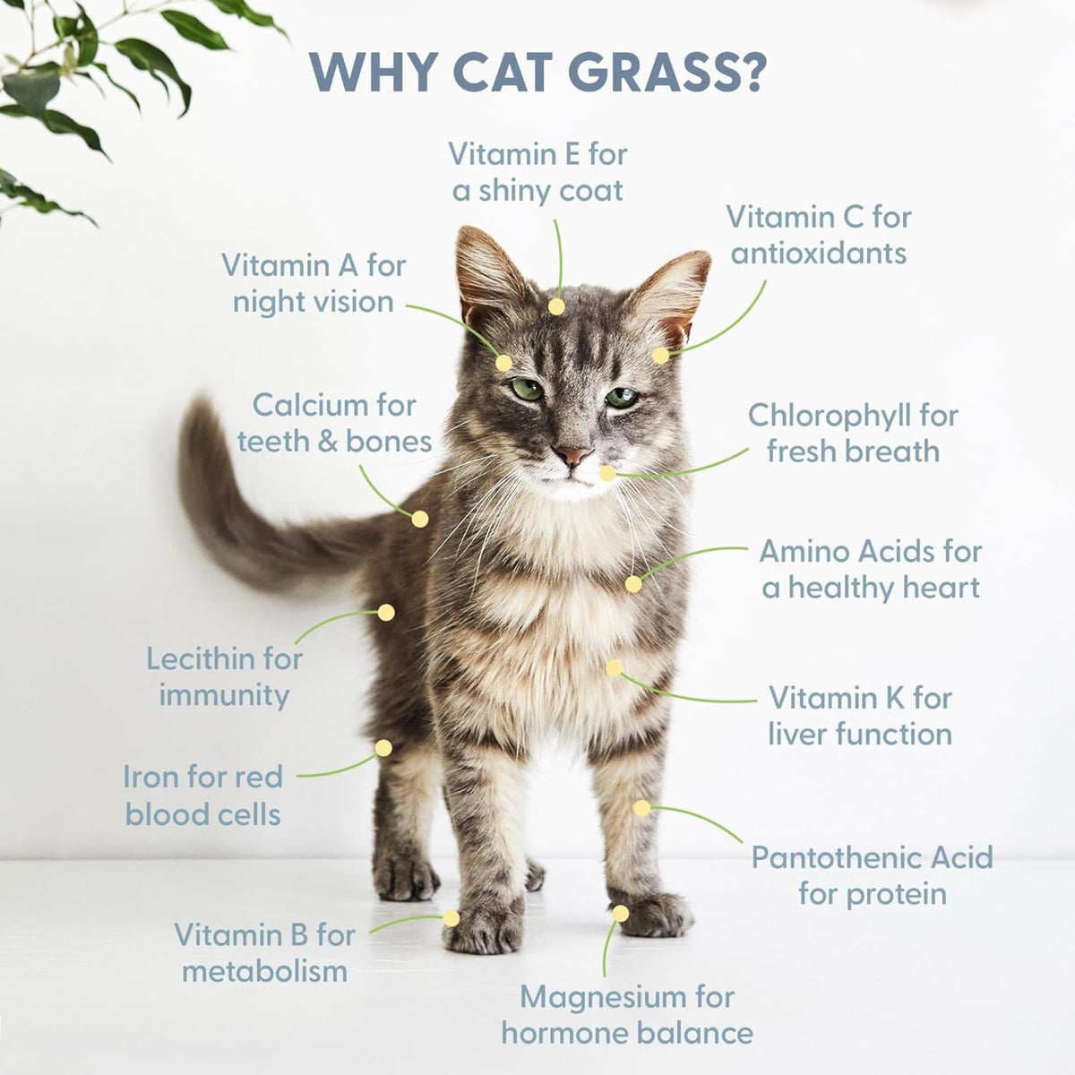 Organic Cat Grass Seed and Coco Coir Soil Disks 3 Pack Q50960