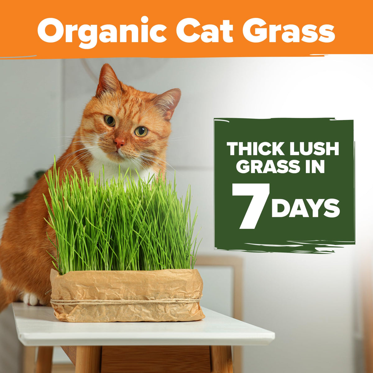 Organic Cat Grass Seeds 8oz Oat & Barley B987