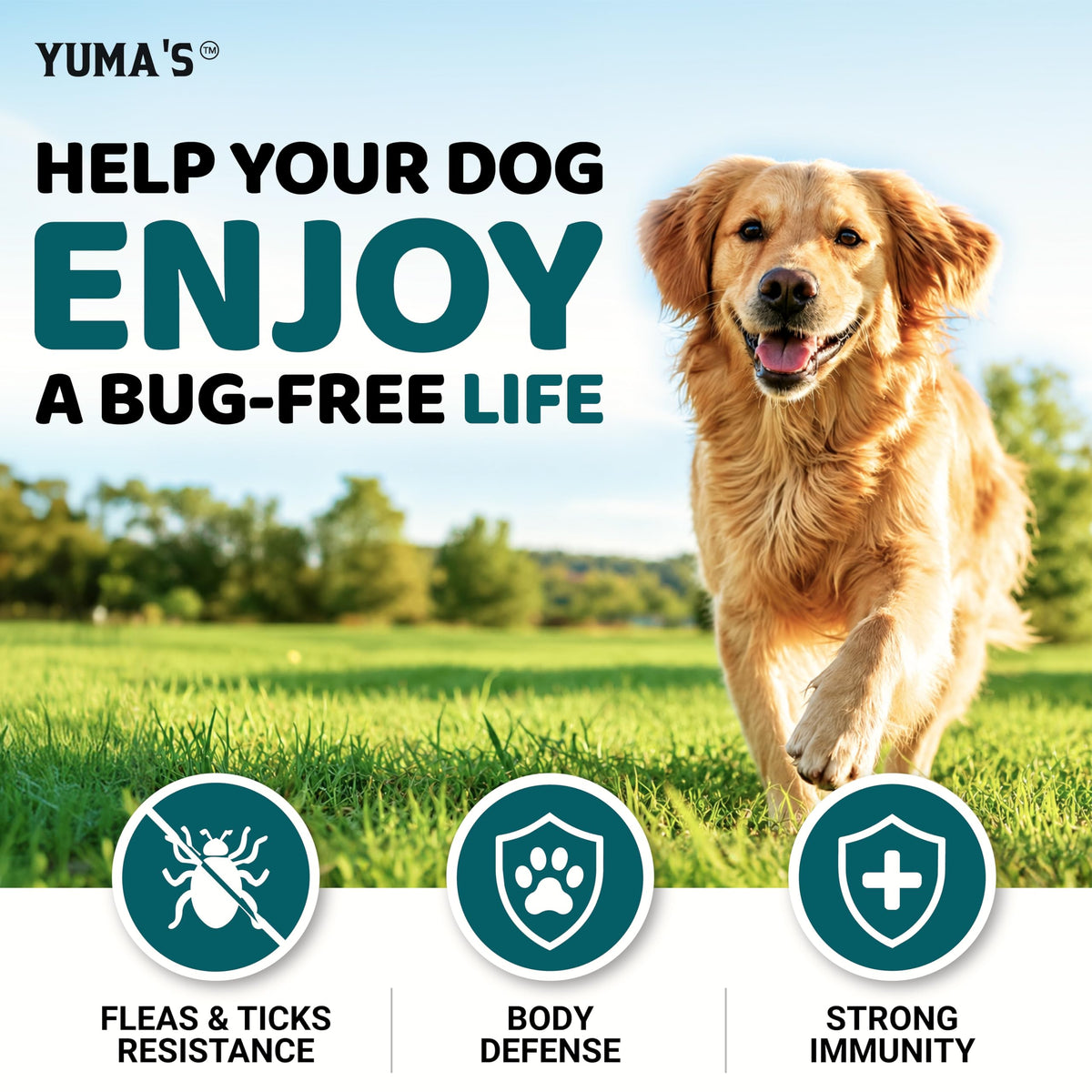 Chewable Flea and Tick Prevention for Dogs 240 Chews L2227